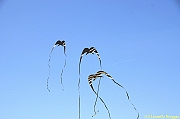 32 FESTIVAL CERVIA 2012 - 025